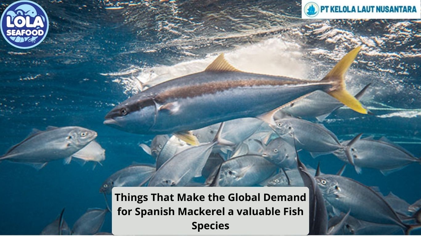 Things That Make the Global Demand for Spanish Mackerel a Valuable Fish Species